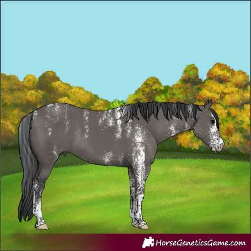 Horse Color:Powder White White Spotted Grullo Rabicano 