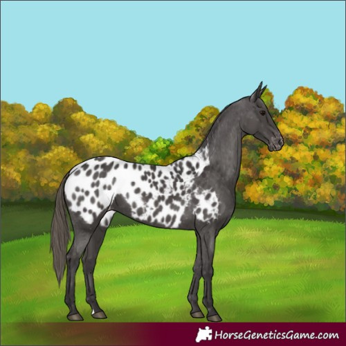 Horse Color:Smoky Black Near Leopard