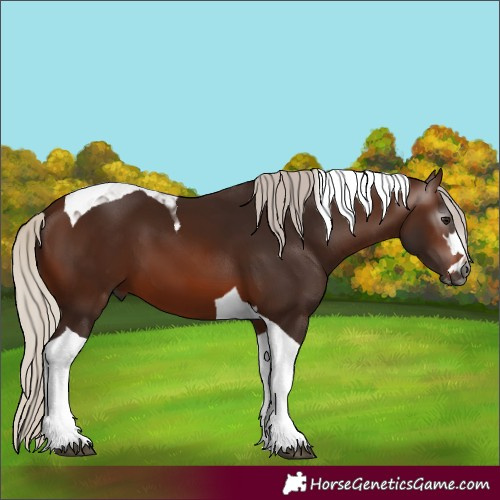Horse Color:Gray Silver Bay Tobiano 
