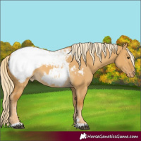 Horse Color:Palomino Dun Snowcap 