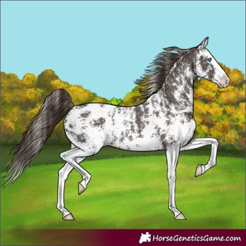 Horse Color:Liver Chestnut Sabino Splash Appaloosa 