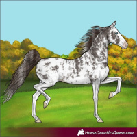 Horse Color:Liver Chestnut Sabino Splash Blanket 