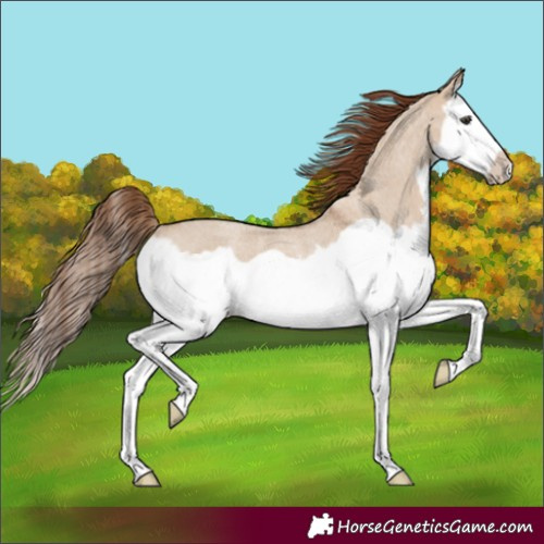 Horse Color:Red Dun Roan Splash Frame Rabicano 