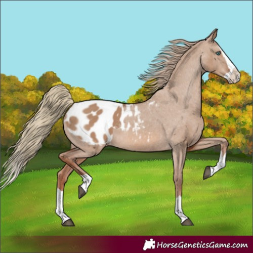Horse Color:Red Dun Splash Appaloosa