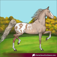 Horse Color:Red Dun Splash Blanket