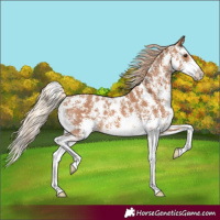Horse Color:Chestnut Sabino Splash 
