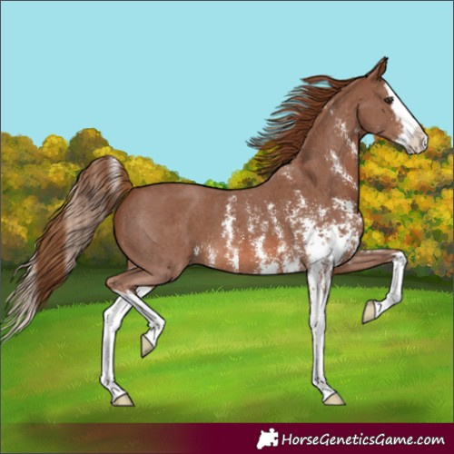 Horse Color:Chestnut Sabino Splash