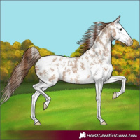 Horse Color:Red Dun Sabino Splash Appaloosa 