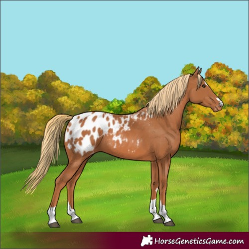 Horse Color:Chestnut Appaloosa 