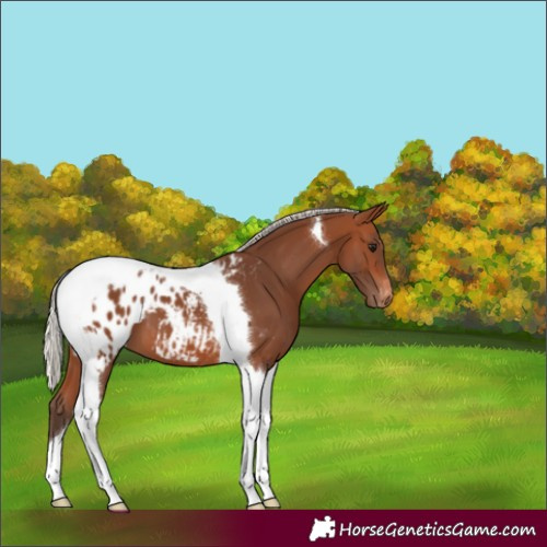 Horse Color:Silver Brown Tobiano Blanket