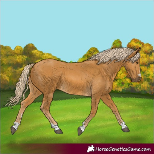 Horse Color:Palomino 