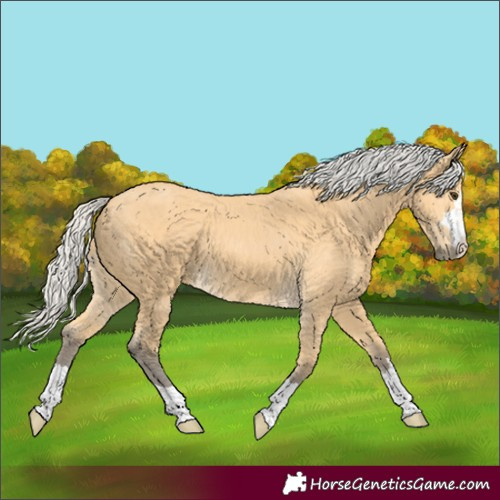 Horse Color:Silver Buckskin 