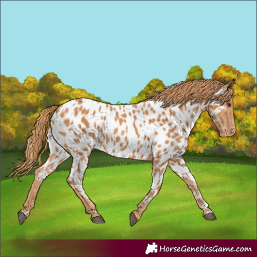 Horse Color:Chestnut Appaloosa