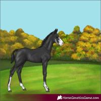 Horse Color:Black Sabino Rabicano 