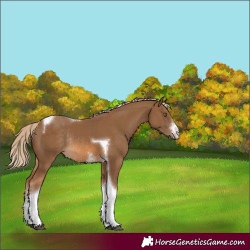 Horse Color:Chocolate Palomino Sabino Tobiano Rabicano 