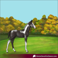 Horse Color:Liver Chestnut Sabino Tobiano Rabicano 