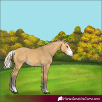 Horse Color:Silver Buckskin Dun Sabino