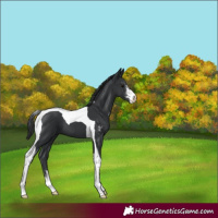 Horse Color:Black Sabino Tobiano 