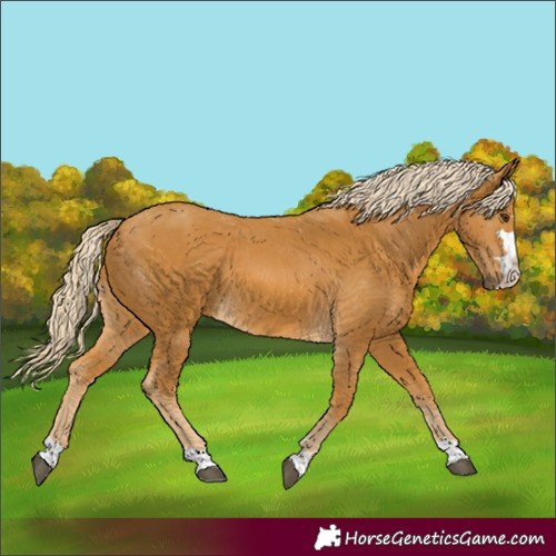 Horse Color:Palomino 