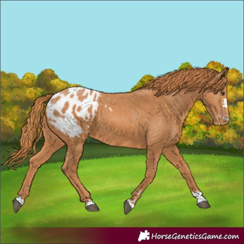 Horse Color:Chestnut Appaloosa 