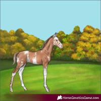 Horse Color:Gold Champagne Sabino Splash 