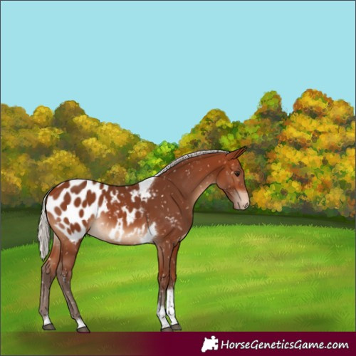 Horse Color:Silver Brown Tobiano Blanket