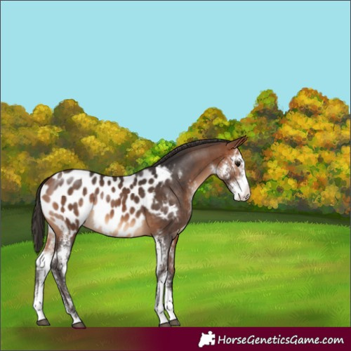 Horse Color:Bay Sabino Blanket