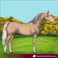 Horse Color:Red Dun Splash 