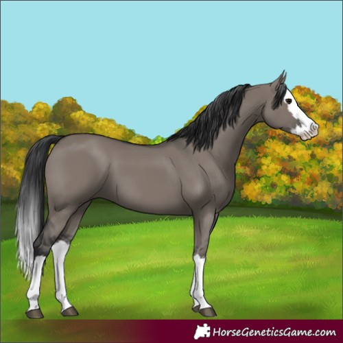 Horse Color:Grullo Splash 