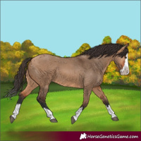 Horse Color:Bay Dun Splash