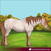 Horse Color:Gold Champagne Roan Rabicano