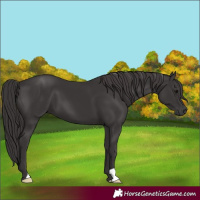 Horse Color:Smoky Black 