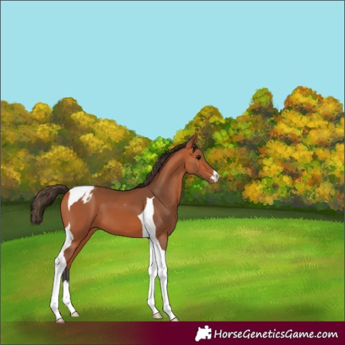 Horse Color:Bay Tobiano Varnish 