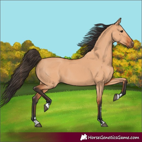 Horse Color:Bay Dun