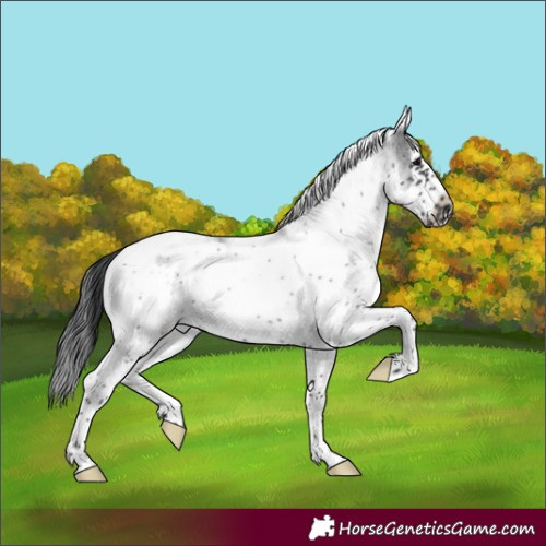 Horse Color:White Spotted Blue Roan Frame 