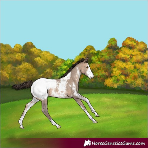 Horse Color:Sable Champagne Sabino Snowcap