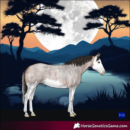 Horse Color:Bay Roan Splash