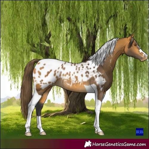 Horse Color:Buckskin Tobiano Blanket Rabicano 