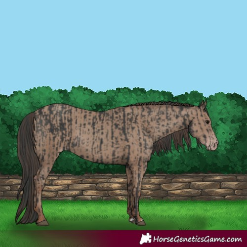 Horse Color:Black and Classic Champagne