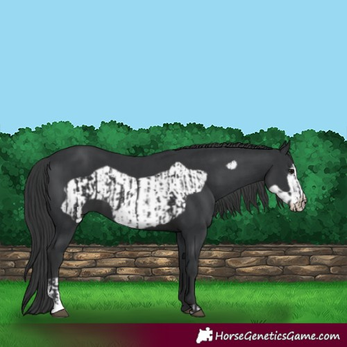 Horse Color:Black  and Black Frame 