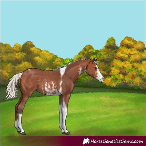 Horse Color:Silver Bay Sabino Tobiano