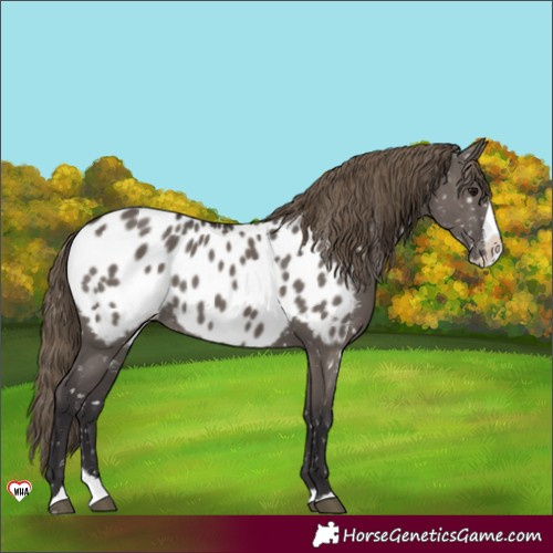 Horse Color:Smoky Grullo Splash Appaloosa