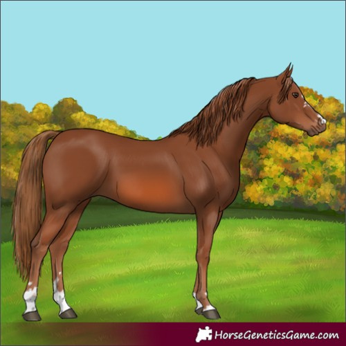 Horse Color:Chestnut 