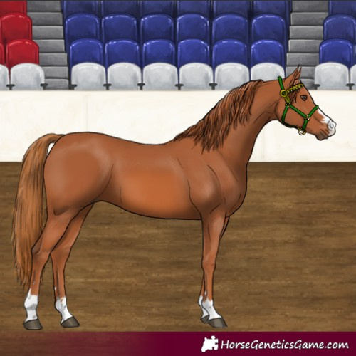 Horse Color:Chestnut 