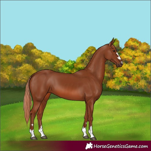 Horse Color:Chestnut 