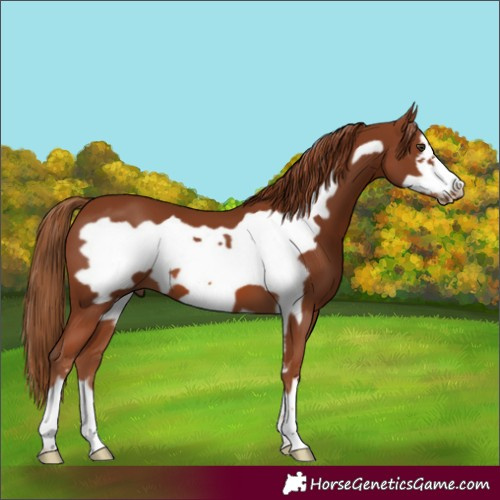 Horse Color:Chestnut Frame 