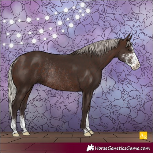 Horse Color:Silver Brown Sabino Rabicano 