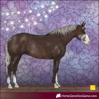 Horse Color:Silver Brown Sabino Rabicano 