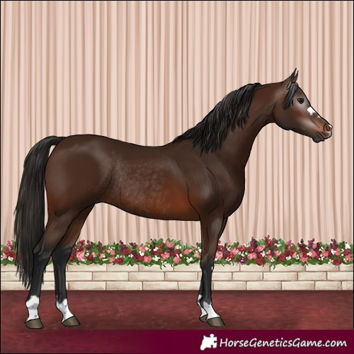 Horse Color:Gray Bay Rabicano