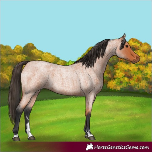 Horse Color:Bay Roan 
